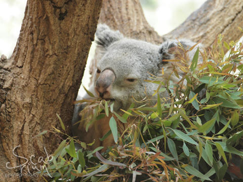 koala2.JPG