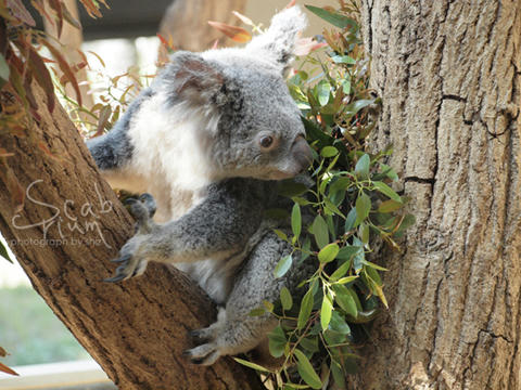 koala3.JPG