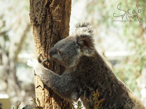 koala4.JPG