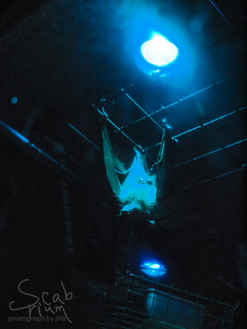 Flying_Fox2.JPG