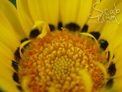gazania1.JPG