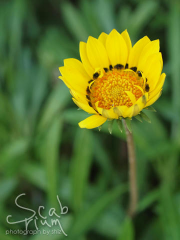 gazania2.JPG