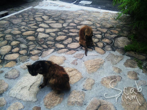 100706_103319.jpg