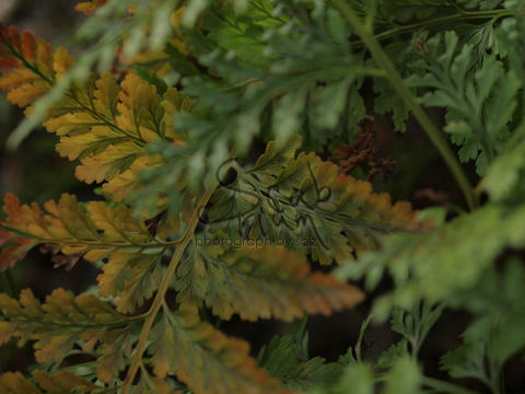 PA074671.JPG