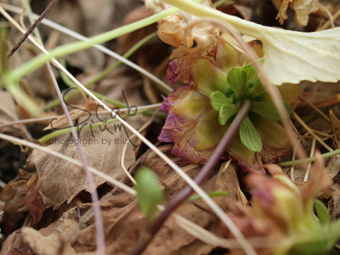 PA074675.JPG