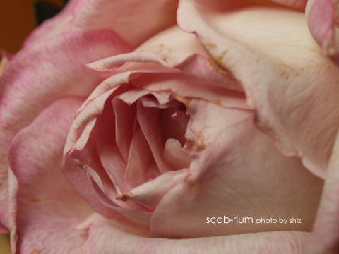 PB025022.JPG