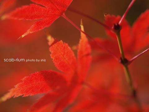PB255163.JPG