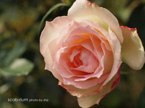 PB255339.JPG
