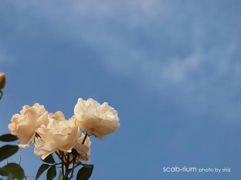 PB255358.JPG