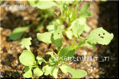 DSC06809.jpg