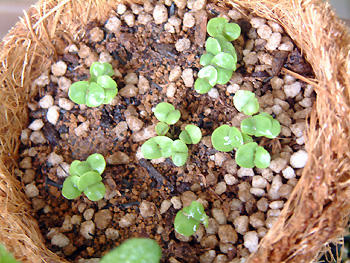 2008_0509_085413AA.jpg