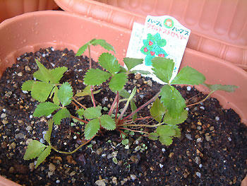 2008_0821_095311AA.jpg
