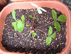 2008_0826_152905AA.jpg
