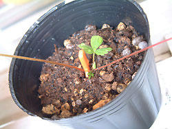 2008_0905_120724AA.jpg