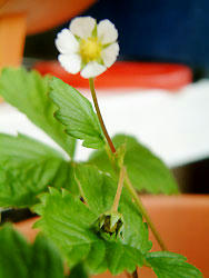 2008_0905_121150AA.jpg