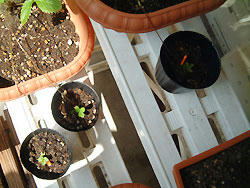 2008_0908_133913AA.jpg