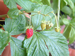 2008_1114_094808AA.jpg