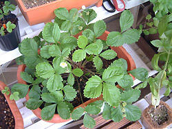 2008_1114_094946AA.jpg