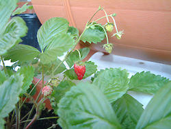 2008_1129_105101AA.jpg