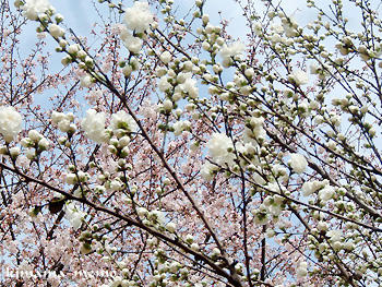 桃の花