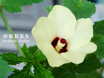 オクラの花。