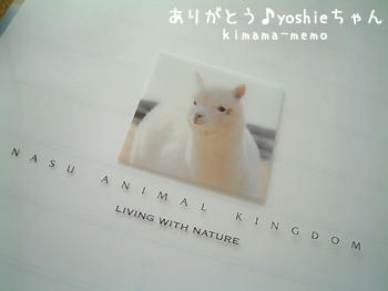 yoshieちゃん便。