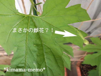 ゴーヤちゃん。