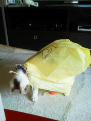 201106061518000.jpg