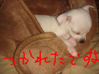 DSC03250.JPG