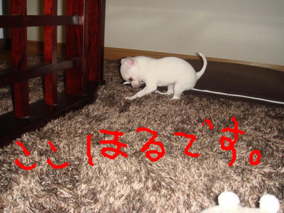 DSC03235.JPG