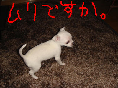 DSC03236.JPG