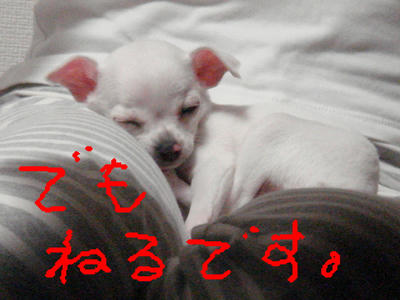 DSC03247.JPG