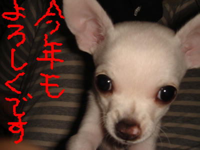 DSC03438.JPG