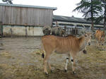 Eland_01_R.jpg