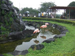 Flamingo_01_R.jpg