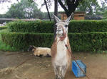 Llama_01_R.jpg