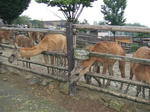 Llama_02_R.jpg