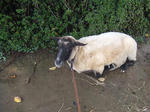 Suffolk_01_R.jpg