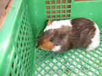 2009_0803safari0050_R.jpg