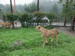 Cheetah01_R.jpg