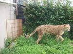 Cheetah_02_R.jpg