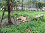 Cheetah_03_R.jpg