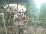 W-tiger_01_R.jpg