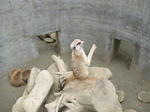 Meerkat_01_R.jpg