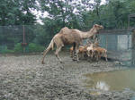 Camel_01_R.jpg