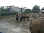 Bison_01_R.jpg
