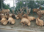 Elk_01_R.jpg