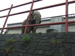 Elephant_02_R.jpg
