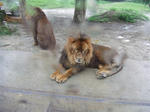Lion_01_R.jpg