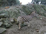 C-zebra_01_R.jpg